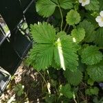 Fragaria vescaBlad