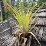 Tillandsia utriculata Лист