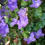 Campanula carpaticaFlower