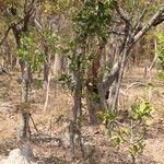 Garcinia pachyclada Vivejo