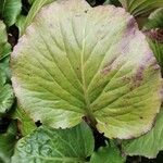 Bergenia crassifolia Blad