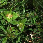 Richardia brasiliensis Flor