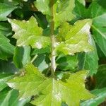 Lactuca muralis Leaf