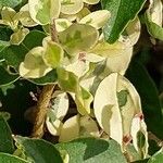 Cistus laurifolius Blad