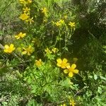 Ranunculus cortusifolius Flower