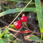 Aronia arbutifolia Fruit