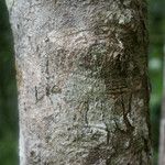 Syzygium borbonicum Bark