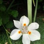 Dietes iridioides Flower