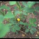 Arachis hypogaea Цветок