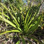 Yucca rupicola Habit