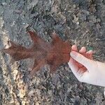 Quercus falcata Leaf