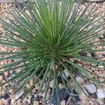 Agave stricta ഇല