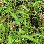 Persicaria hydropiper Hoja