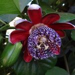 Passiflora alata Bloem