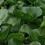 Pontederia crassipes Лист