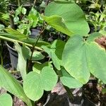 Bauhinia acuminata List