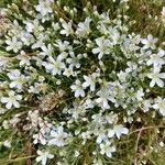 Arenaria grandiflora Flower