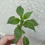 Parietaria officinalis Blad