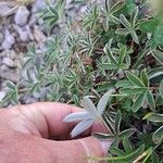 Potentilla alchimilloides Leaf