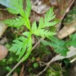 Doryopteris concolor Folha