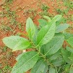 Ehretia acuminata Ravina