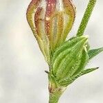 Silene apetala Mbuma