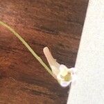 Pinguicula lusitanica 花