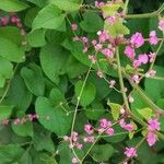 Antigonon leptopus Leaf