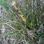 Carex humilis 形態