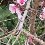 Prunus persica Λουλούδι