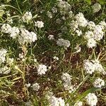 Lobularia maritimaFlower