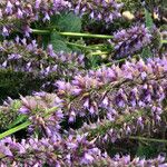 Agastache rugosa Fula