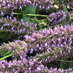 Agastache rugosa Virág