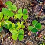 Marsilea quadrifolia Levél