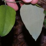 Smilax glauca ശീലം