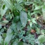 Erigeron annuus Blad