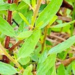 Ceanothus herbaceus Leaf