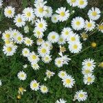 Bellis perennisFlower