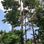 Pterygota brasiliensis 形態