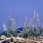 Artemisia stelleriana Natur