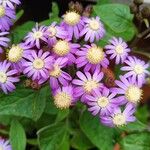 Pericallis steetzii Flower