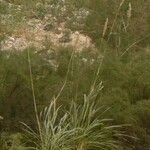 Tripidium ravennae পাতা