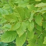 Fraxinus pennsylvanica Leaf
