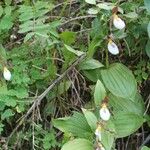 Cypripedium montanum Habit