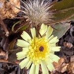 Tolpis barbata Flower