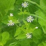 Stellaria nemorumFloro