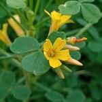 Oxalis ptychoclada Flower