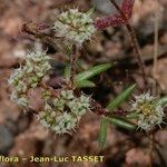 Chaetonychia cymosa Bloem