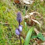 Hyacinthoides non-scriptaFlor