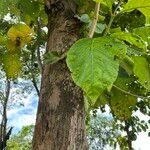 Tectona grandis Leaf